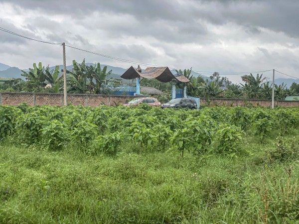 Thu hồi dự án rau an toàn biến tướng Thu hồi dự án rau an toàn biến tướng