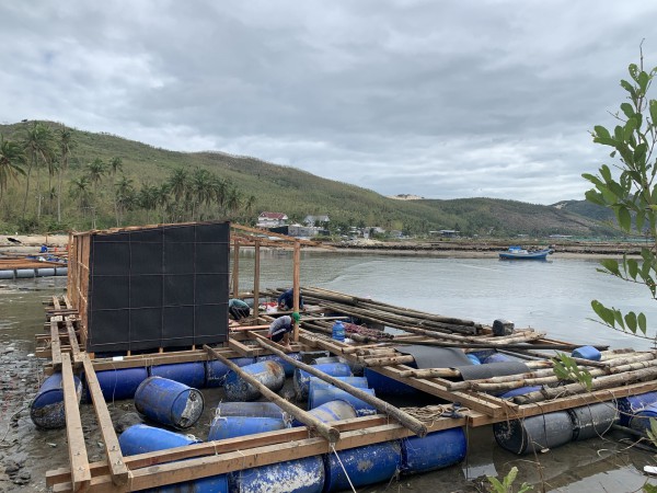 Thủ phủ tôm hùm nỗ lực hồi sinh sau lũ Thủ phủ tôm hùm nỗ lực hồi sinh sau lũ