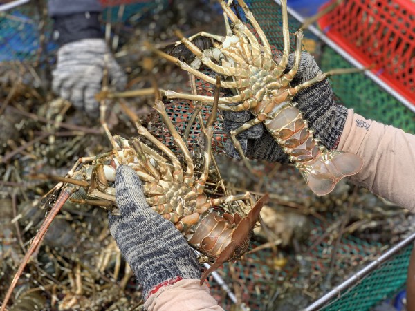 Thủ phủ tôm hùm nỗ lực hồi sinh sau lũ Thủ phủ tôm hùm nỗ lực hồi sinh sau lũ