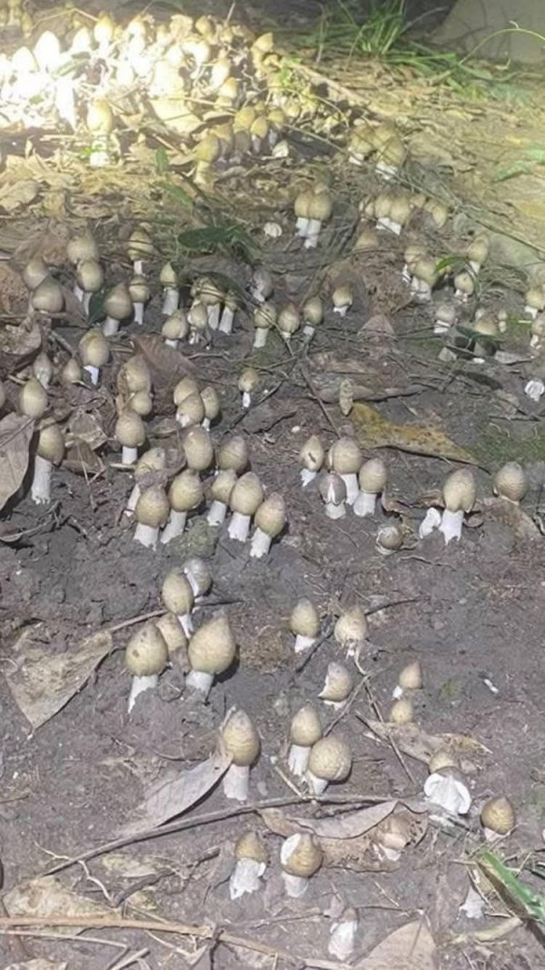 Thú săn ‘lộc trời’ nấm mối: May rủi, hiểm nguy và cuộc cạnh tranh thầm lặng Thú săn ‘lộc trời’ nấm mối: May rủi, hiểm nguy và cuộc cạnh tranh thầm lặng