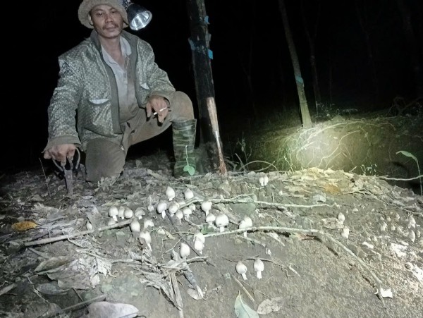 Thú săn ‘lộc trời’ nấm mối: May rủi, hiểm nguy và cuộc cạnh tranh thầm lặng Thú săn ‘lộc trời’ nấm mối: May rủi, hiểm nguy và cuộc cạnh tranh thầm lặng