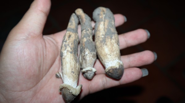 Thú săn ‘lộc trời’ nấm mối: May rủi, hiểm nguy và cuộc cạnh tranh thầm lặng Thú săn ‘lộc trời’ nấm mối: May rủi, hiểm nguy và cuộc cạnh tranh thầm lặng