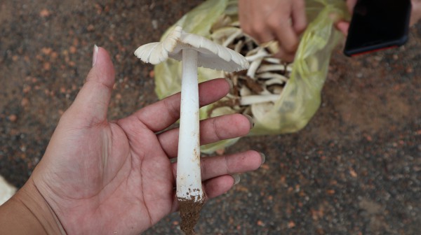 Thú săn ‘lộc trời’ nấm mối: May rủi, hiểm nguy và cuộc cạnh tranh thầm lặng Thú săn ‘lộc trời’ nấm mối: May rủi, hiểm nguy và cuộc cạnh tranh thầm lặng