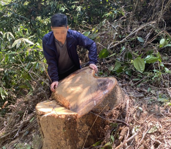 Thừa Thiên - Huế: Làm rõ vụ hàng loạt cây rừng tại Nam Đông bị đốn hạ
