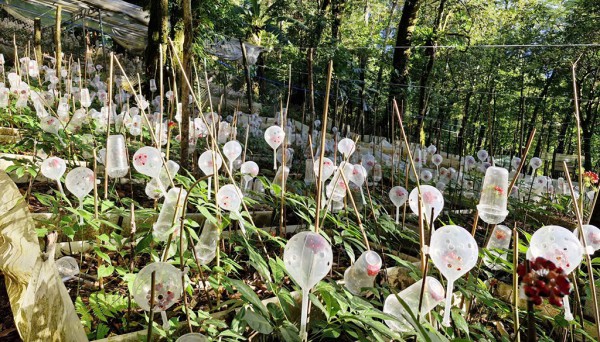 Tỉ phú sâm Ngọc Linh méo mặt vì… 'chuột quý tộc' Tỉ phú sâm Ngọc Linh méo mặt vì… 'chuột quý tộc'