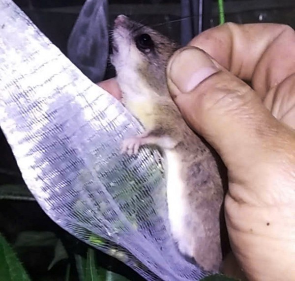 Tỉ phú sâm Ngọc Linh méo mặt vì… 'chuột quý tộc' Tỉ phú sâm Ngọc Linh méo mặt vì… 'chuột quý tộc'