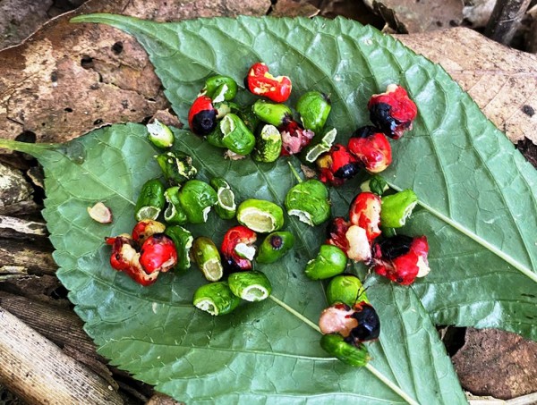 Tỉ phú sâm Ngọc Linh méo mặt vì… 'chuột quý tộc' Tỉ phú sâm Ngọc Linh méo mặt vì… 'chuột quý tộc'