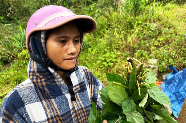 Tỉ phú sâm Ngọc Linh méo mặt vì… 'chuột quý tộc' Tỉ phú sâm Ngọc Linh méo mặt vì… 'chuột quý tộc'