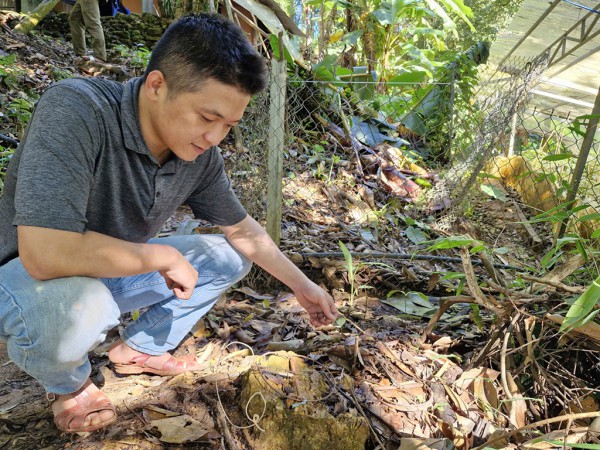 Tỉ phú sâm Ngọc Linh méo mặt vì… 'chuột quý tộc' Tỉ phú sâm Ngọc Linh méo mặt vì… 'chuột quý tộc'