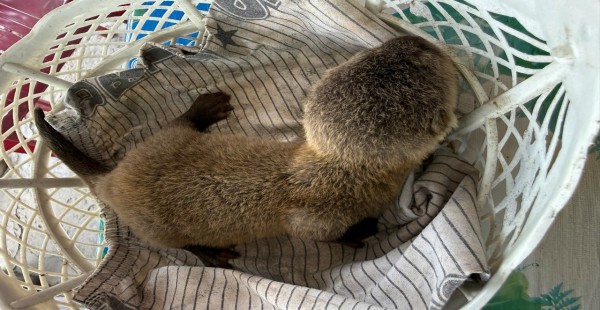 Tông trúng hai rái cá, thanh niên Cà Mau giao nộp cơ quan công an