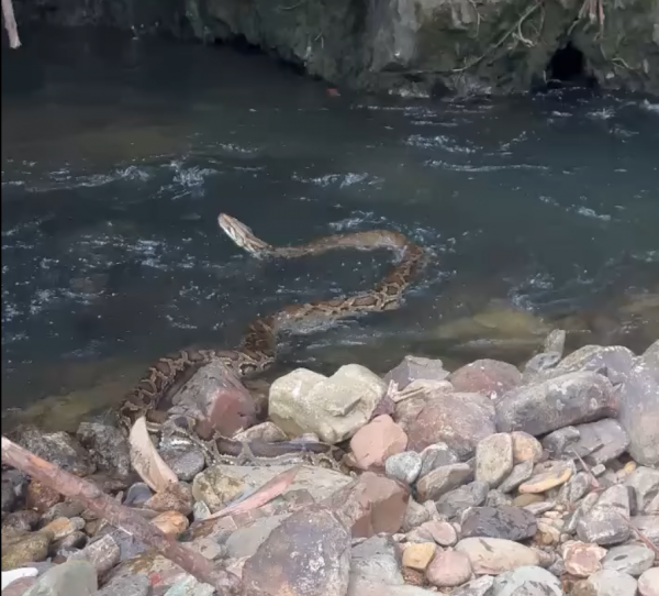 Trăn gấm vào vườn nhà người dân ở Huế, tấn công gà, vịt Trăn gấm vào vườn nhà người dân ở Huế, tấn công gà, vịt