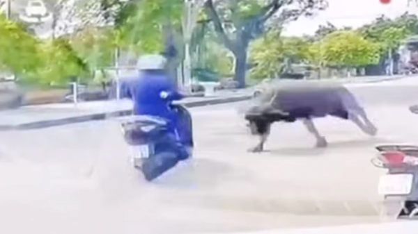 Trâu 'điên' húc người phụ nữ đi đường gãy xương sườn Trâu 'điên' húc người phụ nữ đi đường gãy xương sườn