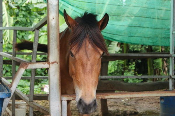 Trường đua Phú Thọ gần 100 năm sắp mở đường: Nài ngựa tiếc nuối thời vàng son