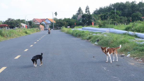 Tử vong vì chủ quan với chó nhà Tử vong vì chủ quan với chó nhà