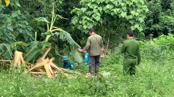 Vào rừng hái măng, người đàn ông nghi bị voi rừng quật chết Vào rừng hái măng, người đàn ông nghi bị voi rừng quật chết