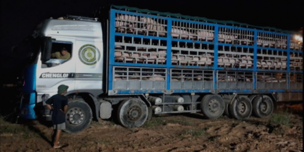 Vì sao dịch tả lợn châu Phi vẫn bùng phát, lan rộng dù có vắc xin? Vì sao dịch tả lợn châu Phi vẫn bùng phát, lan rộng dù có vắc xin?