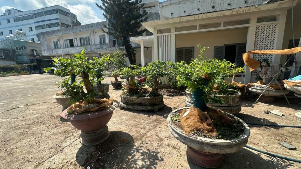 Vì sao kiểm lâm Côn Đảo phạt tiền người cất giữ 42 cây mai vàng? Vì sao kiểm lâm Côn Đảo phạt tiền người cất giữ 42 cây mai vàng?