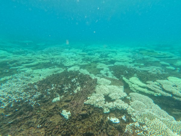 Vì sao san hô ở biển Côn Đảo bị tẩy trắng hàng loạt?
