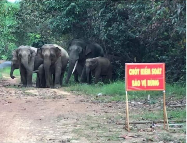 Việt Nam chỉ còn dưới 200 con voi Việt Nam chỉ còn dưới 200 con voi