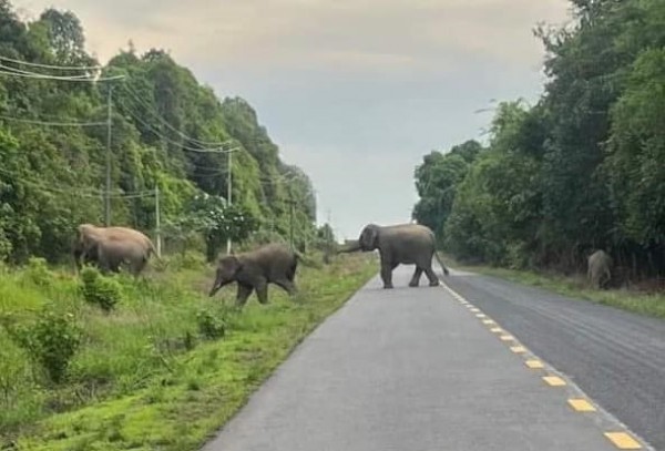 Việt Nam chỉ còn dưới 200 con voi Việt Nam chỉ còn dưới 200 con voi