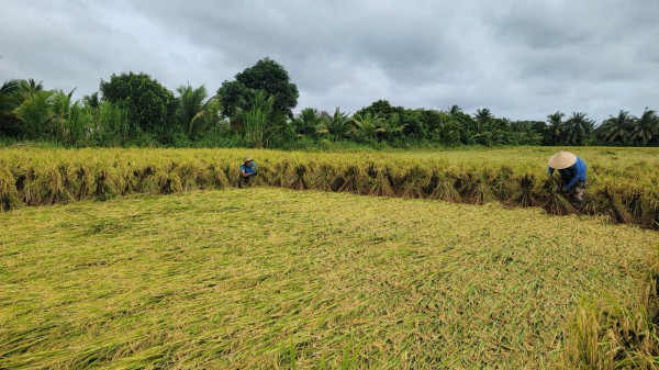Vĩnh Long: Mưa lớn nhiều ngày khiến hơn 1.722 ha lúa gần thu hoạch bị đổ ngã