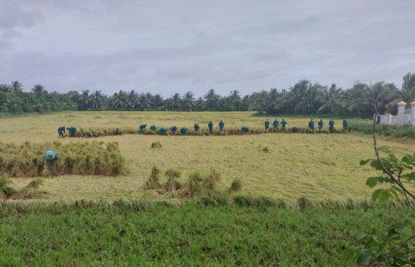 Vĩnh Long: Mưa lớn nhiều ngày khiến hơn 1.722 ha lúa gần thu hoạch bị đổ ngã