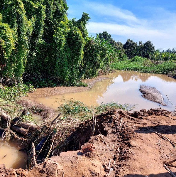 Vĩnh Long: Triều cường làm sạt lở đê bao, ảnh hưởng hàng trăm ha cây ăn trái Vĩnh Long: Triều cường làm sạt lở đê bao, ảnh hưởng hàng trăm ha cây ăn trái