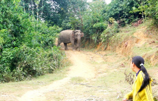 Voi rừng vào nhà dân ở Nghệ An tìm muối Voi rừng vào nhà dân ở Nghệ An tìm muối