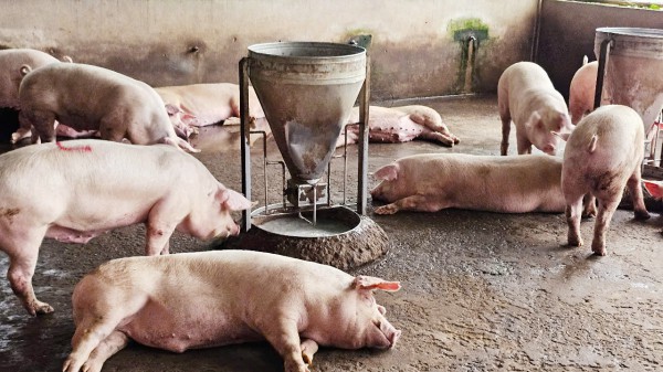 Vụ Công ty C.P bị tố 'bán thịt bẩn': Kiểm tra lò giết mổ ở Sóc Trăng Vụ Công ty C.P bị tố 'bán thịt bẩn': Kiểm tra lò giết mổ ở Sóc Trăng