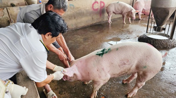 Vụ Công ty C.P bị tố 'bán thịt bẩn': Kiểm tra lò giết mổ ở Sóc Trăng Vụ Công ty C.P bị tố 'bán thịt bẩn': Kiểm tra lò giết mổ ở Sóc Trăng