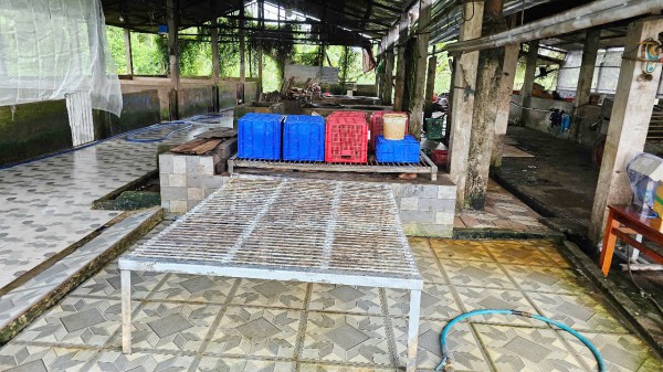 Vụ Công ty C.P bị tố 'bán thịt bẩn': Kiểm tra lò giết mổ ở Sóc Trăng Vụ Công ty C.P bị tố 'bán thịt bẩn': Kiểm tra lò giết mổ ở Sóc Trăng