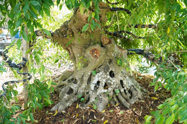 Vườn bonsai tiền tỉ của nghệ nhân miền Tây khởi nguồn từ thú chơi mai tết