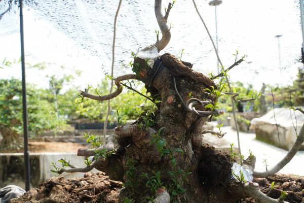 Vườn bonsai tiền tỉ của nghệ nhân miền Tây khởi nguồn từ thú chơi mai tết