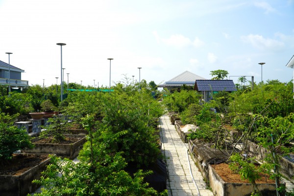 Vườn bonsai tiền tỉ của nghệ nhân miền Tây khởi nguồn từ thú chơi mai tết