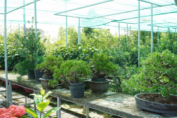 Vườn bonsai tiền tỉ của nghệ nhân miền Tây khởi nguồn từ thú chơi mai tết