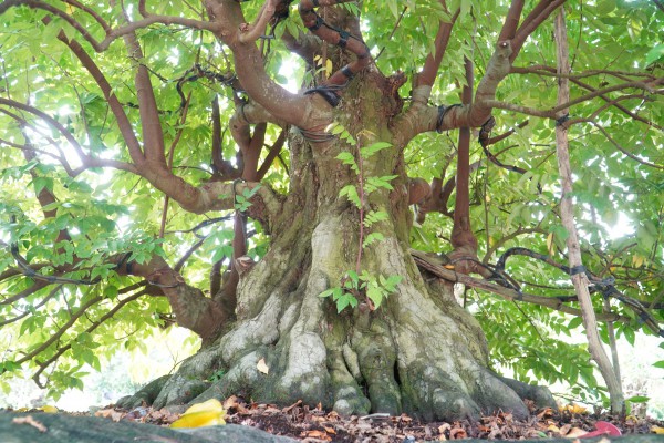 Vườn bonsai tiền tỉ của nghệ nhân miền Tây khởi nguồn từ thú chơi mai tết