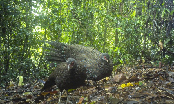 Vườn quốc gia Chư Mom Ray: Gấu ngựa, gà tiền mặt đỏ quý hiếm 'sập' bẫy ảnh Vườn quốc gia Chư Mom Ray: Gấu ngựa, gà tiền mặt đỏ quý hiếm 'sập' bẫy ảnh