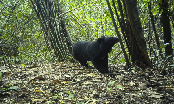Vườn quốc gia Chư Mom Ray: Gấu ngựa, gà tiền mặt đỏ quý hiếm 'sập' bẫy ảnh Vườn quốc gia Chư Mom Ray: Gấu ngựa, gà tiền mặt đỏ quý hiếm 'sập' bẫy ảnh