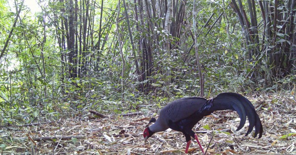 Vườn quốc gia Chư Mom Ray: Gấu ngựa, gà tiền mặt đỏ quý hiếm 'sập' bẫy ảnh Vườn quốc gia Chư Mom Ray: Gấu ngựa, gà tiền mặt đỏ quý hiếm 'sập' bẫy ảnh
