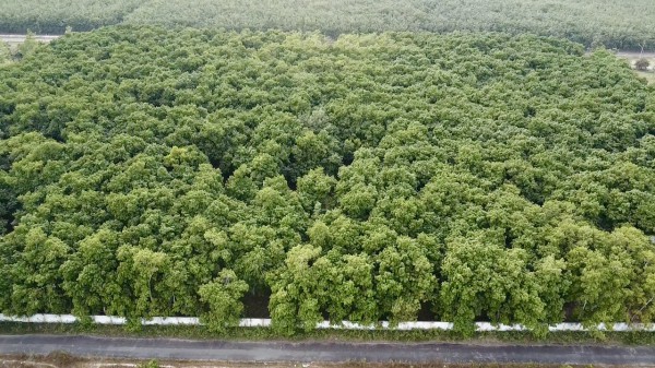 Xã Dầu Tiếng diện tích lớn thứ 3 của TP.HCM có gì đặc biệt?