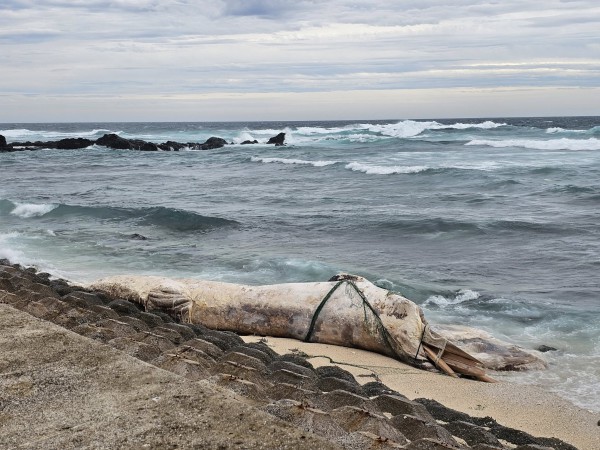Xác cá voi dài 10 m trôi dạt vào bờ biển Lý Sơn