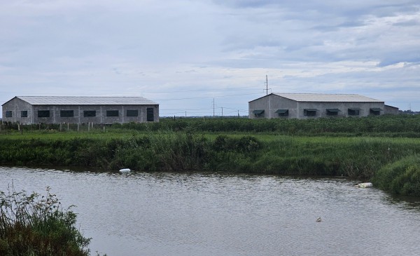 Xác lợn chết nghi nhiễm dịch, vứt trôi trên sông Đào ở Quảng Trị Xác lợn chết nghi nhiễm dịch, vứt trôi trên sông Đào ở Quảng Trị