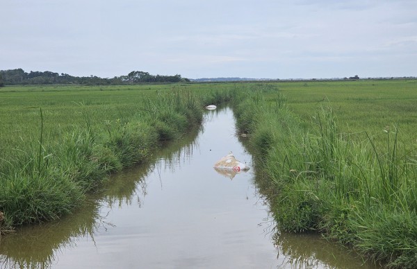 Xác lợn chết nghi nhiễm dịch, vứt trôi trên sông Đào ở Quảng Trị Xác lợn chết nghi nhiễm dịch, vứt trôi trên sông Đào ở Quảng Trị