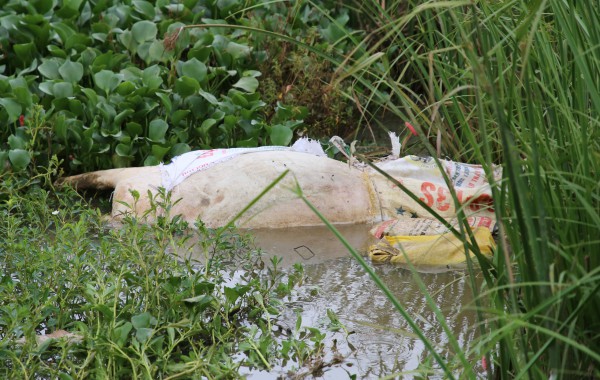 Xác lợn chết nghi nhiễm dịch, vứt trôi trên sông Đào ở Quảng Trị Xác lợn chết nghi nhiễm dịch, vứt trôi trên sông Đào ở Quảng Trị