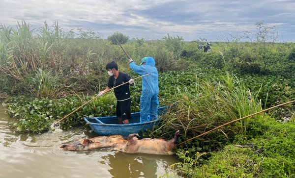 Xác lợn chết nghi nhiễm dịch, vứt trôi trên sông Đào ở Quảng Trị Xác lợn chết nghi nhiễm dịch, vứt trôi trên sông Đào ở Quảng Trị