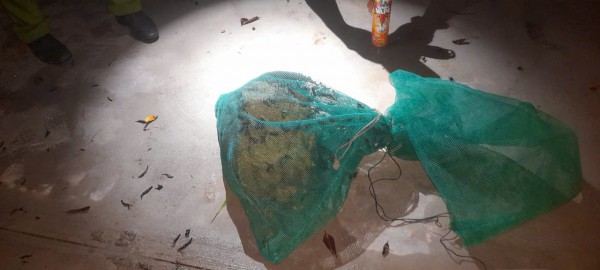 Xử lý tổ ong vò vẽ gần trường học ở xã Bình Lợi Xử lý tổ ong vò vẽ gần trường học ở xã Bình Lợi