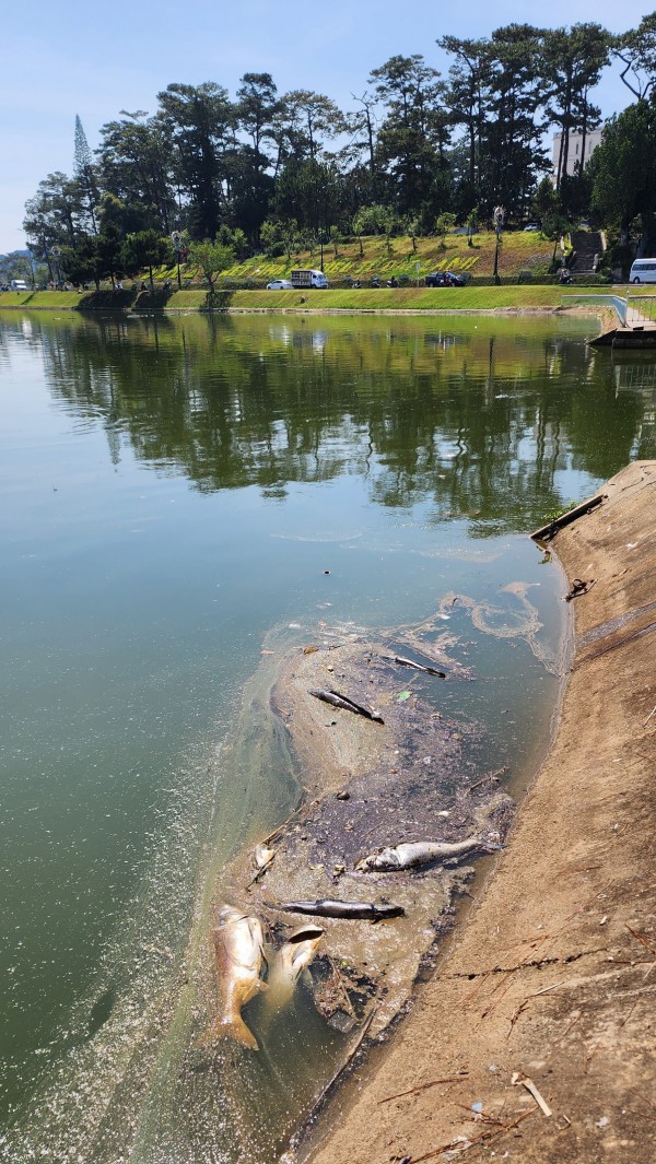 Đà Lạt: Vì sao cá chết hàng loạt ở hồ Xuân Hương?