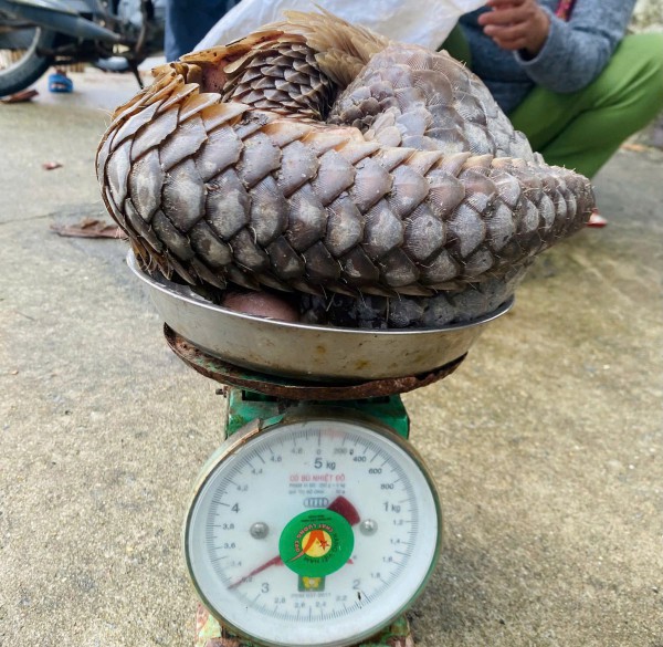 Đà Nẵng: Cá thể tê tê quý hiếm lạc vào nhà dân ở đảo Cù Lao Chàm Đà Nẵng: Cá thể tê tê quý hiếm lạc vào nhà dân ở đảo Cù Lao Chàm