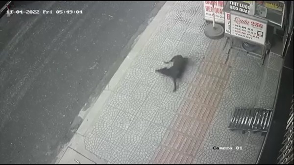 Đà Nẵng: Phẫn nộ vụ đánh bả trộm chó ngang nhiên giữa đường phố
