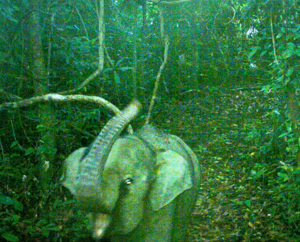 Đà Nẵng phát hiện thêm voi con trong Khu bảo tồn loài và sinh cảnh voi Đà Nẵng phát hiện thêm voi con trong Khu bảo tồn loài và sinh cảnh voi